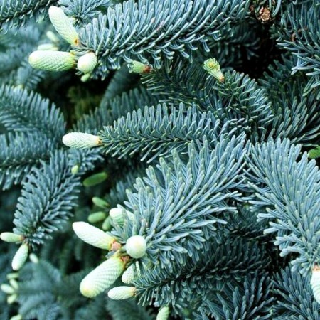 Abies pinsapo "Glauca" - jedľa španielska
